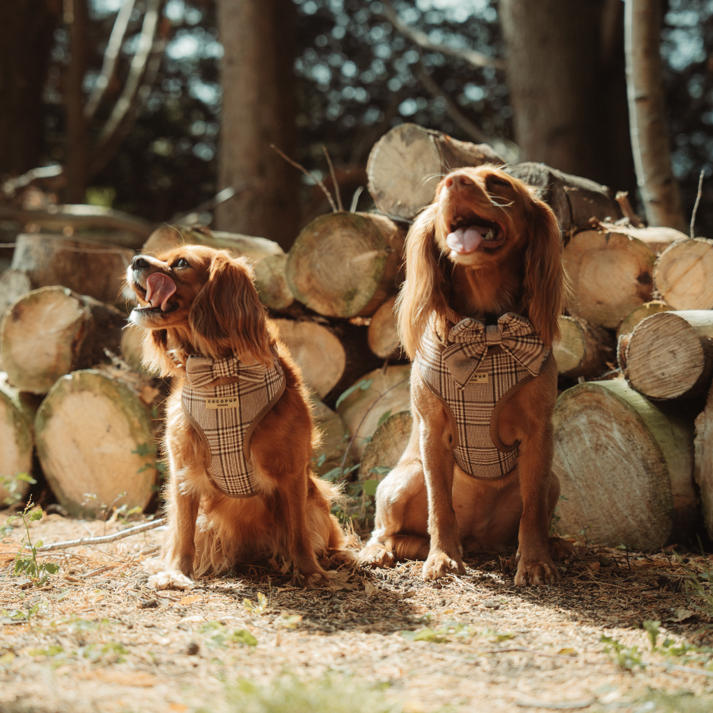 Pup plaid butterflysløjfe