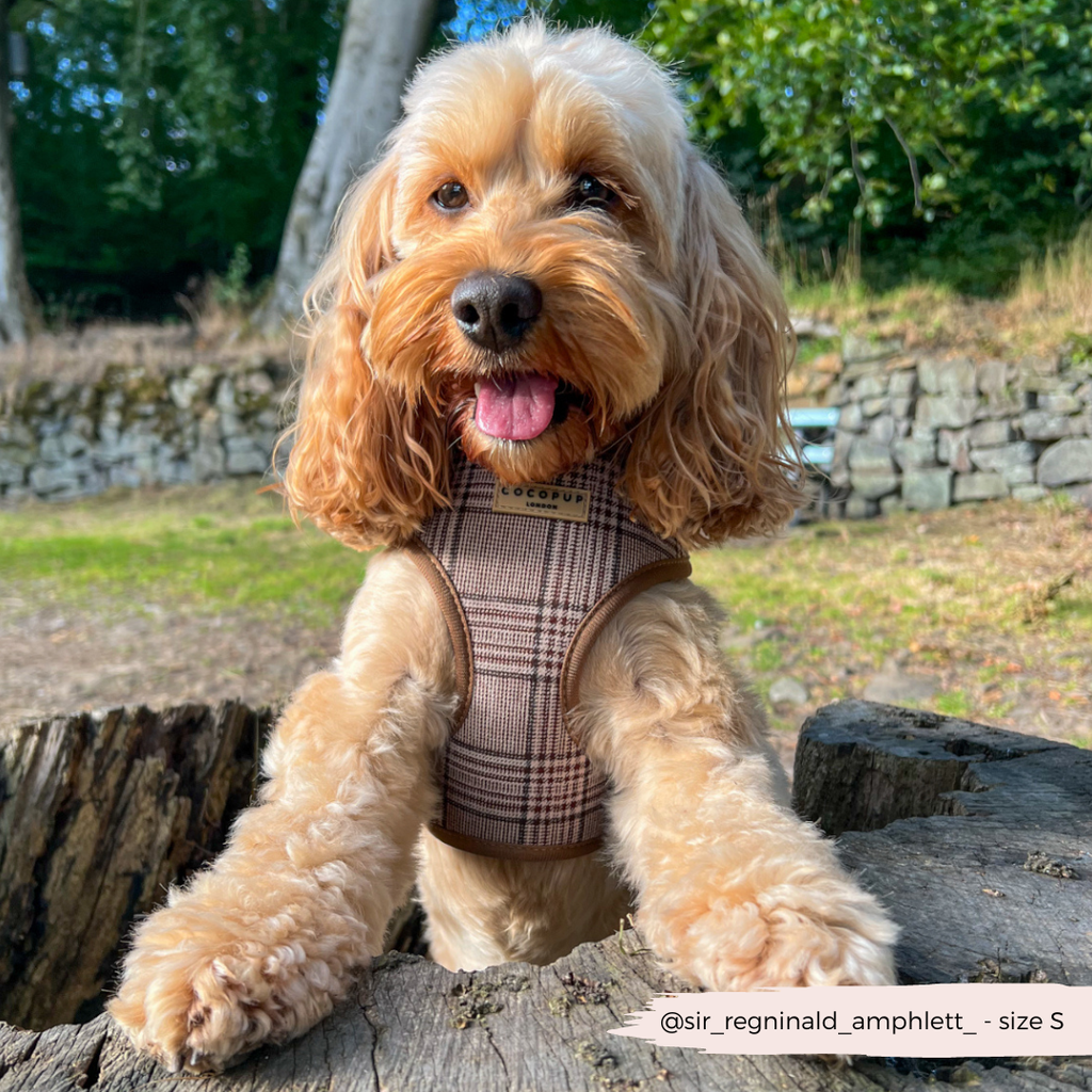 Pup Plaid justerbar halssele: L