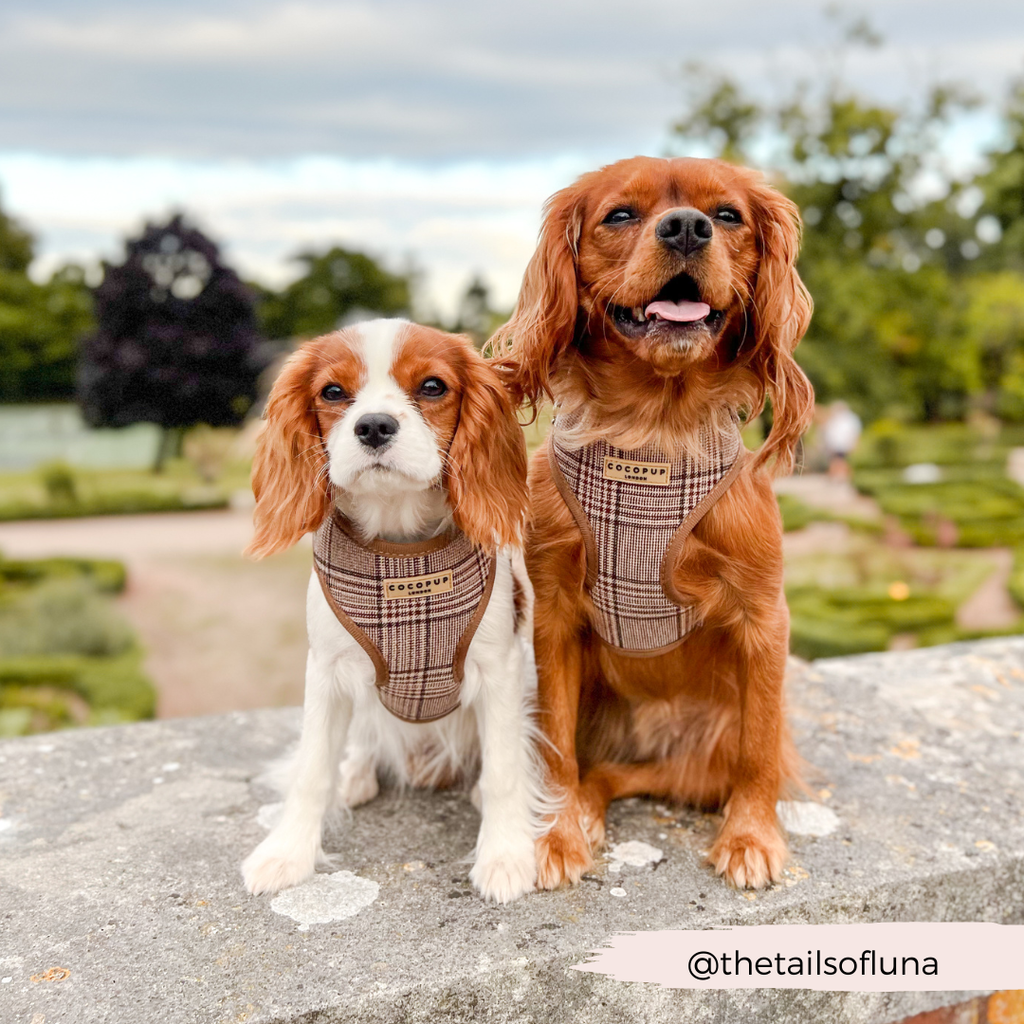 Pup Plaid justerbar halssele: L