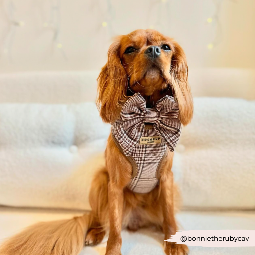 COCOPUP LONDON - Pup Plaid sailor bow for dogs
