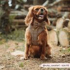 COCOPUP LONDON - Pup plaid butterflysløjfe