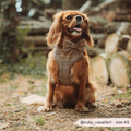 COCOPUP LONDON - Pup plaid justerbar sele