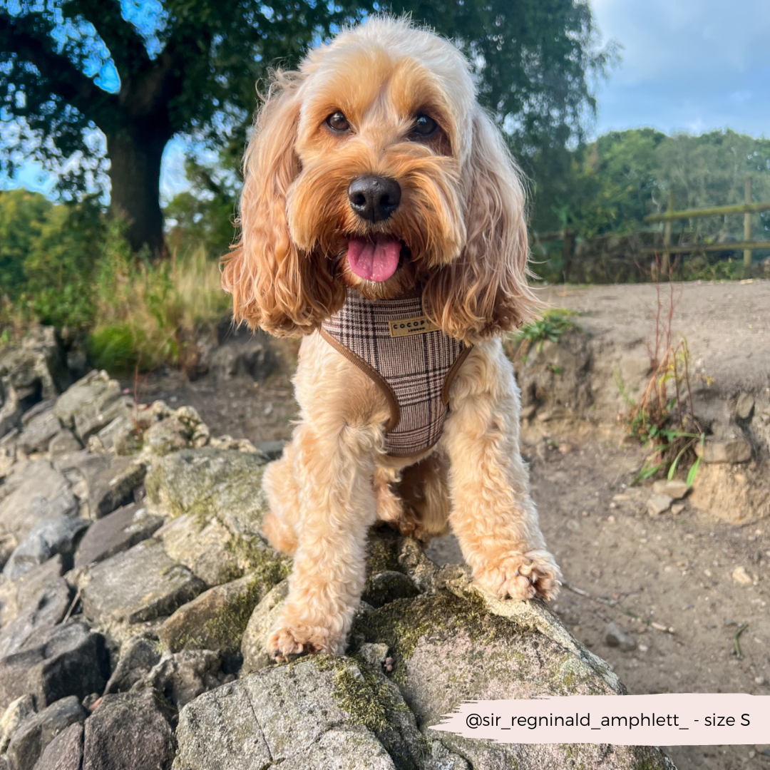 Pup Plaid justerbar halssele: L