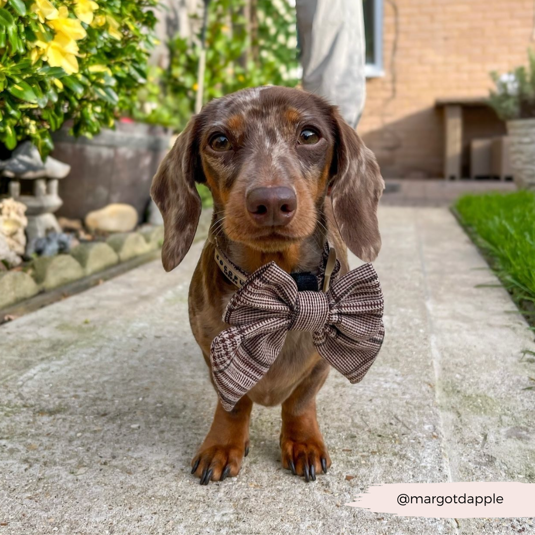COCOPUP LONDON - Pup Plaid sailor bow for dogs