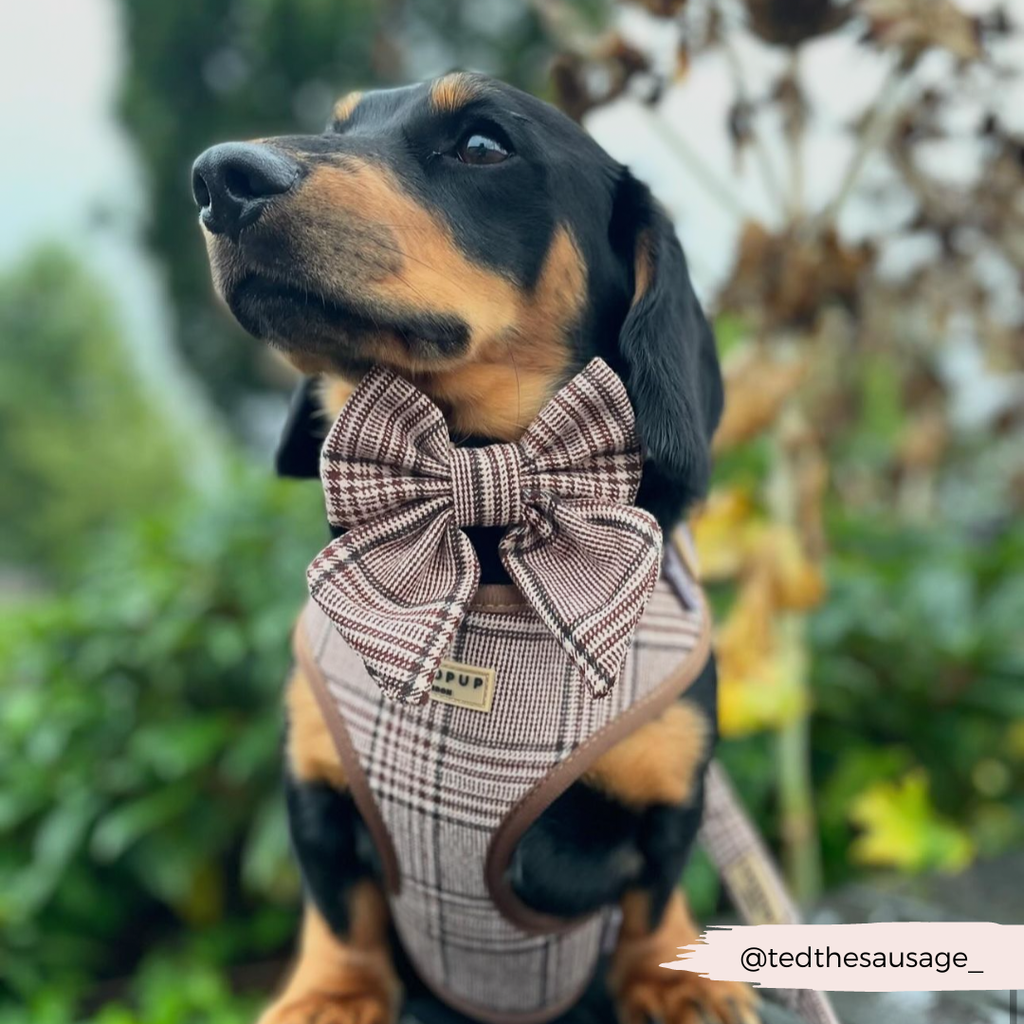 COCOPUP LONDON - Pup Plaid sailor bow for dogs