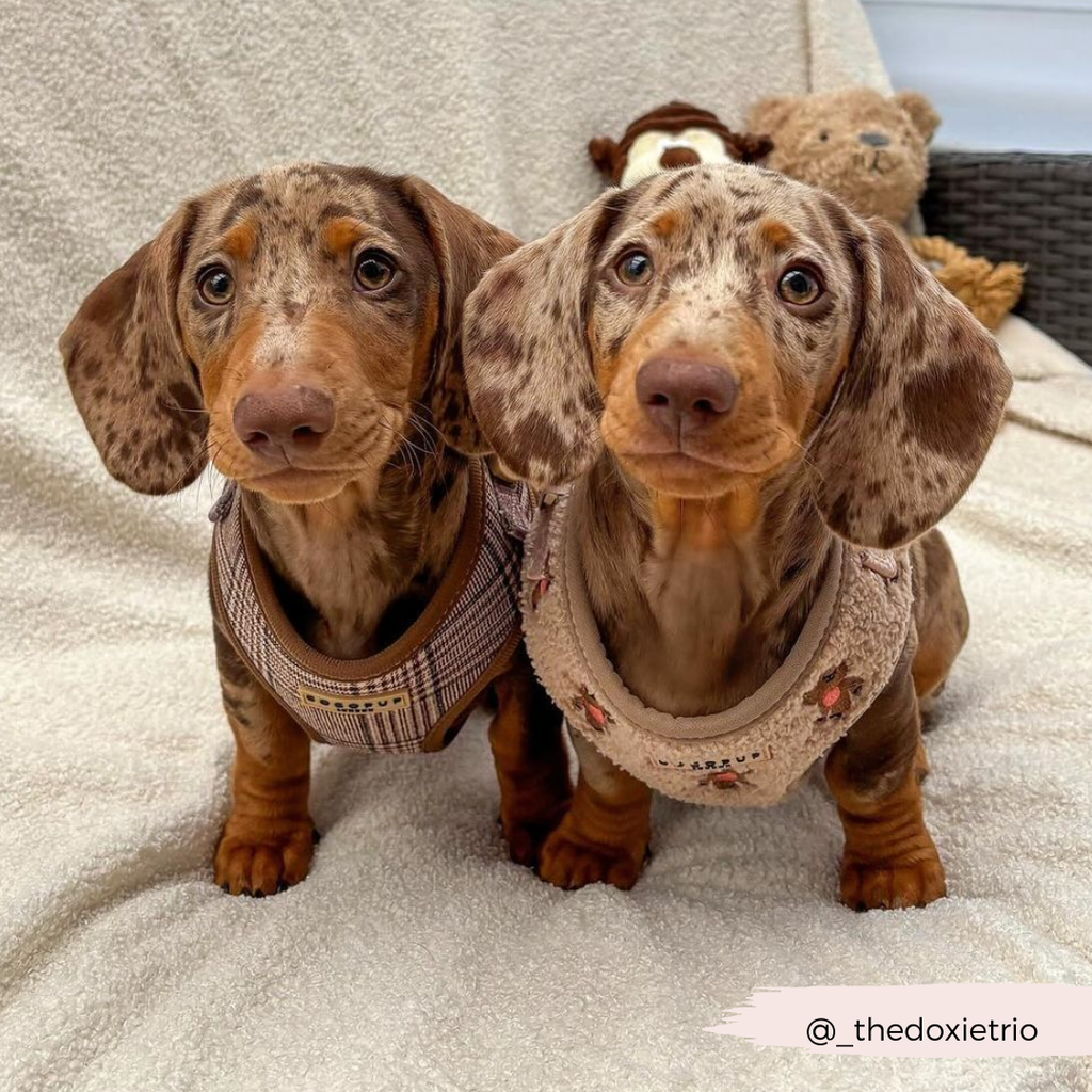 Pup Plaid justerbar halssele: L
