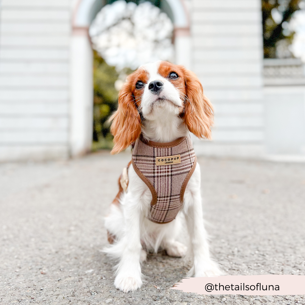 Pup Plaid justerbar halssele: L